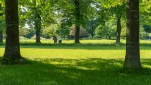 A green forestry landscape