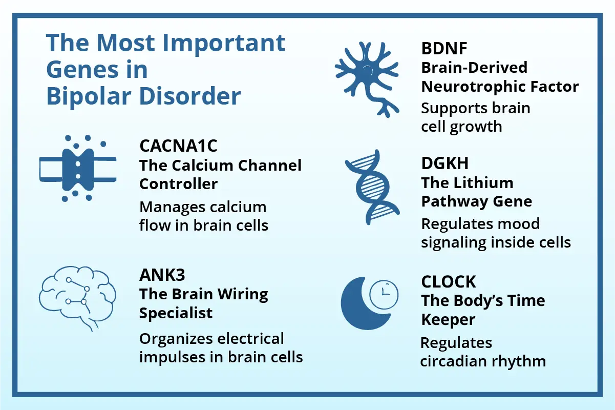A graphic explaining the most important genes in bipolar disorder