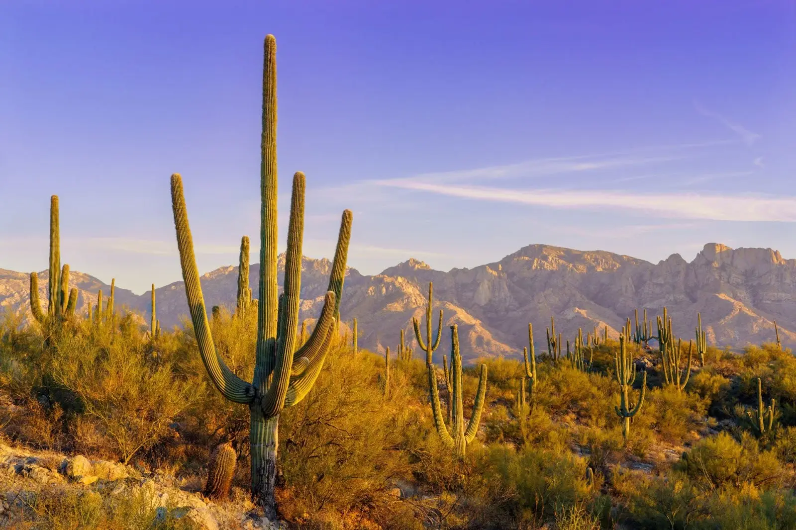 Tucson, Arizona - paisaje desértico con altos cactus saguaro y montañas al fondo.