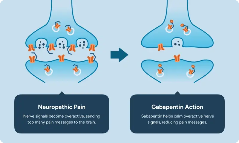 How Gabapentin calms nerve signals