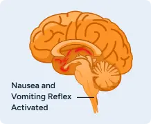 Serotonin Activation