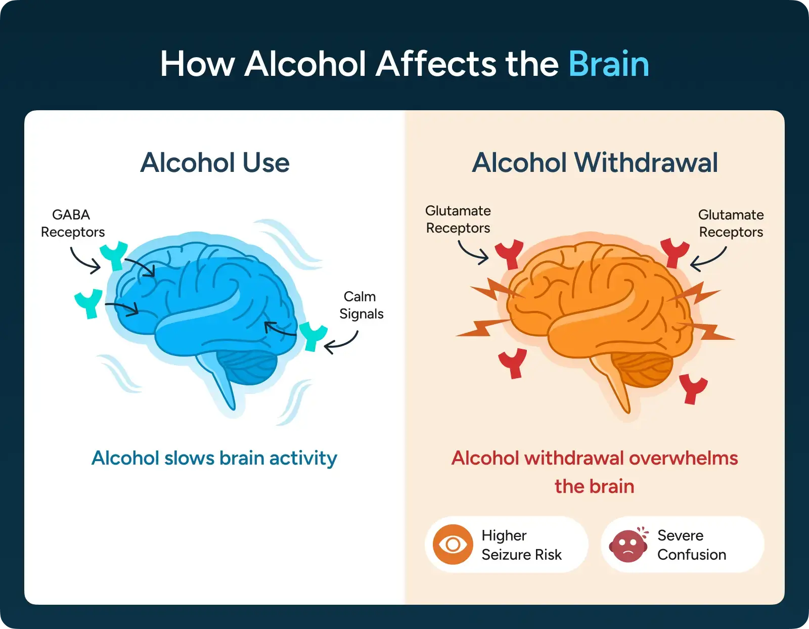 How Alcohol Affects the Brain